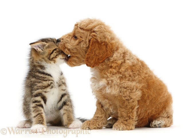 Cockapoo puppy playfully biting the face of tabby kitten, white background