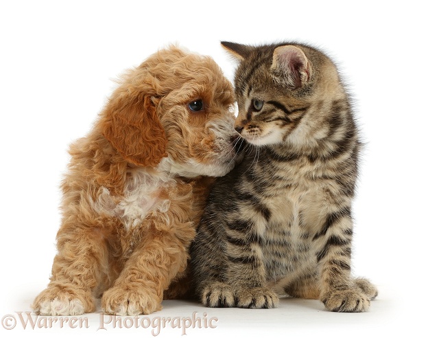 Cockapoo puppy looking lovingly at tabby kitten, white background