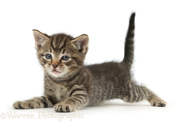 Small tabby kitten, 6 weeks old, lying spread-eagled, white background