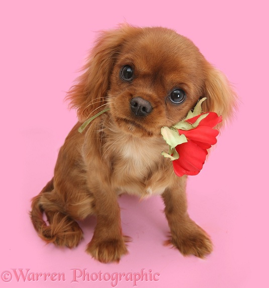 Ruby Cavalier King Charles Spaniel pup, Flame, 12 weeks old, holding a red rose, white background