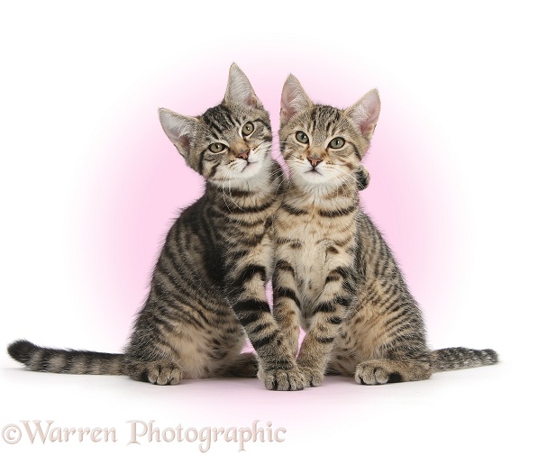 Tabby kittens, Stanley and Fosset, 3 months old, sitting and snuggling together, white background