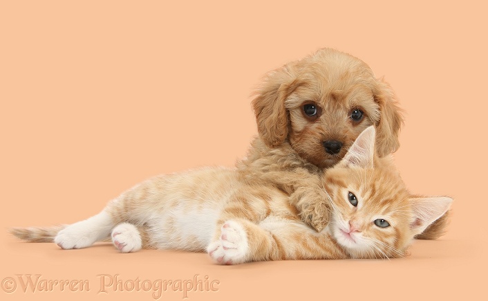 Ginger kitten, Tom, 9 weeks old, and Cavapoo pup, white background