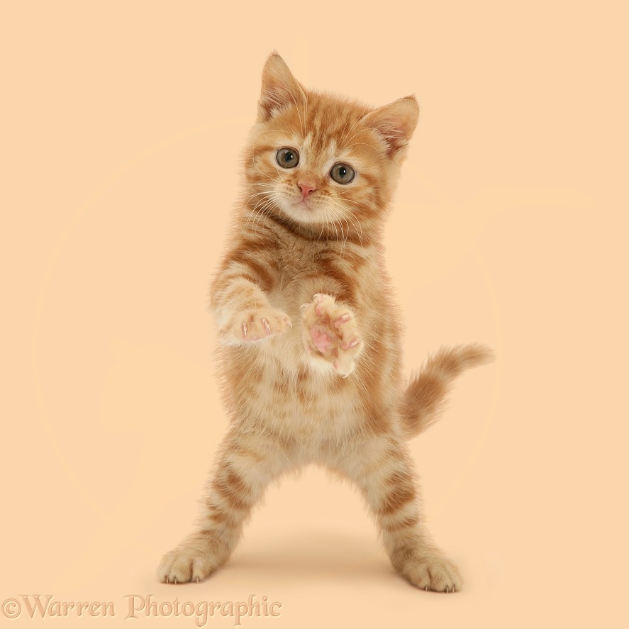 Red tabby kitten reaching out, white background