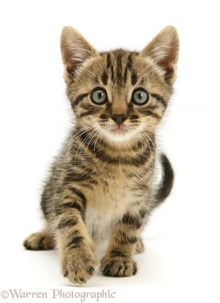 Brown tabby kitten, white background