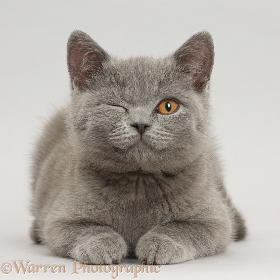 Blue British Shorthair kitten winking on grey background