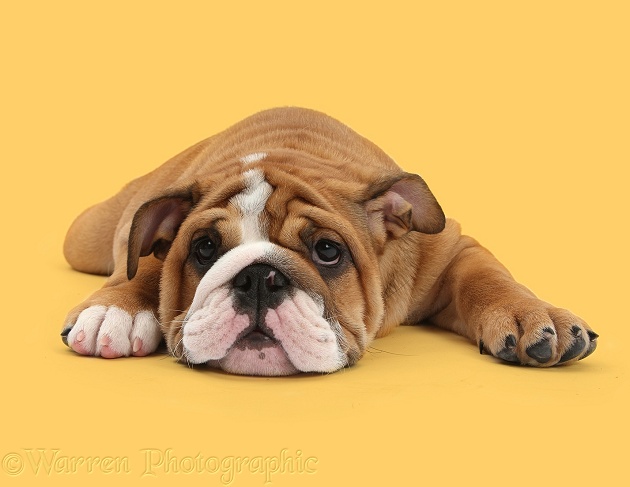 Bulldog pup, 11 weeks old, lying sprawled out with a can't be bothered look, white background