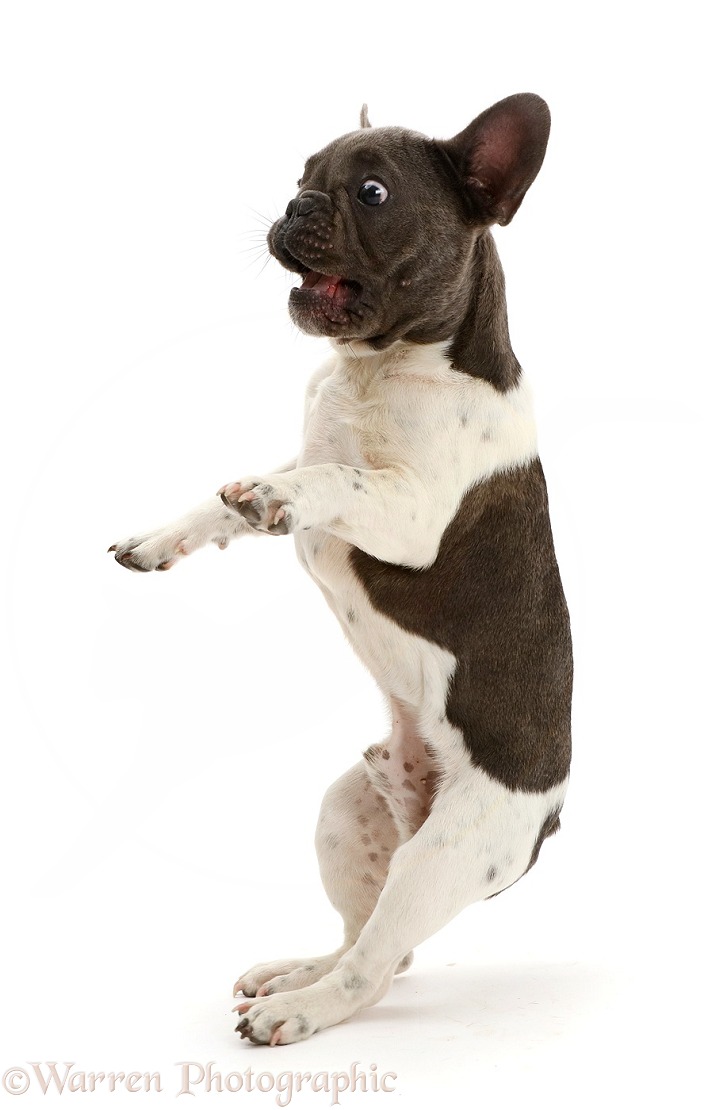 French Bulldog jumping back in surprise, white background