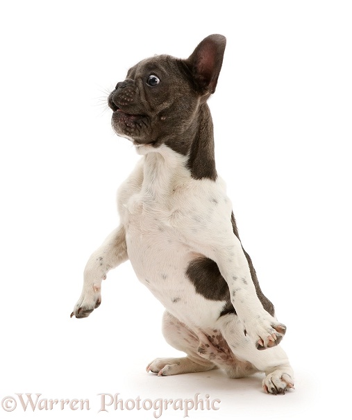 French Bulldog jumping back in surprise, white background