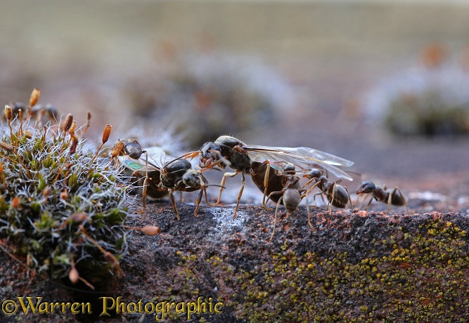 Black Ant (Lasius niger) new queens preparing to fly