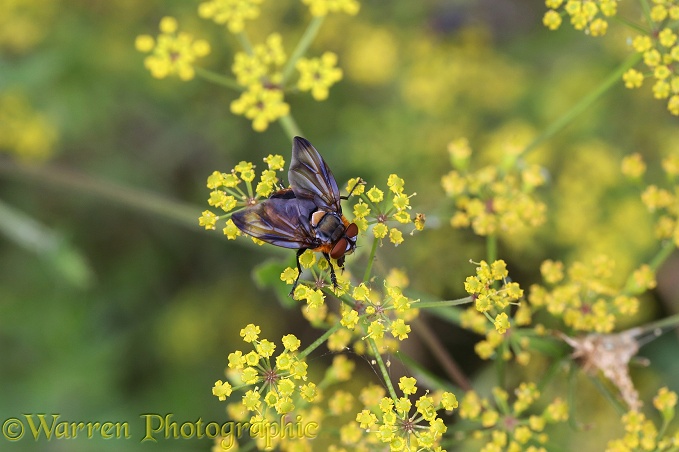 Bug Fly (Alophora hemiptera) male on Wild Parsnip (Pastinaca sativa)