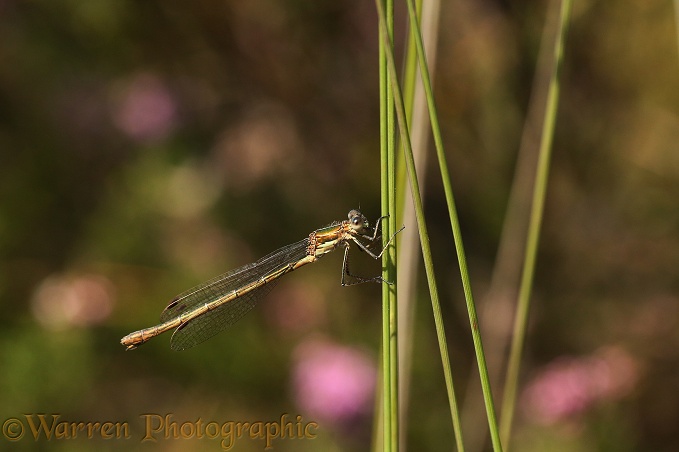 Emerald Damselfly (Lestes sponsa) on Common rush (Juncus species)