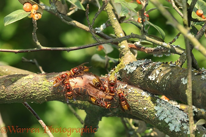 European Hornet (Vespa crabro) workers drinking sap from a wound they have created on a Cotoneaster branch