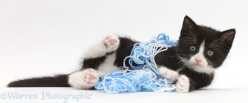Black-and-white kitten, Solo, lying whilst playing with wool, white background