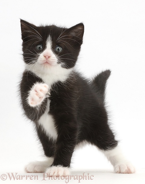 Black-and-white kitten, Solo, with raised paw and worried expression, white background