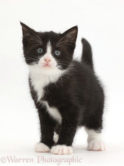 Black-and-white kitten, Solo, standing, white background