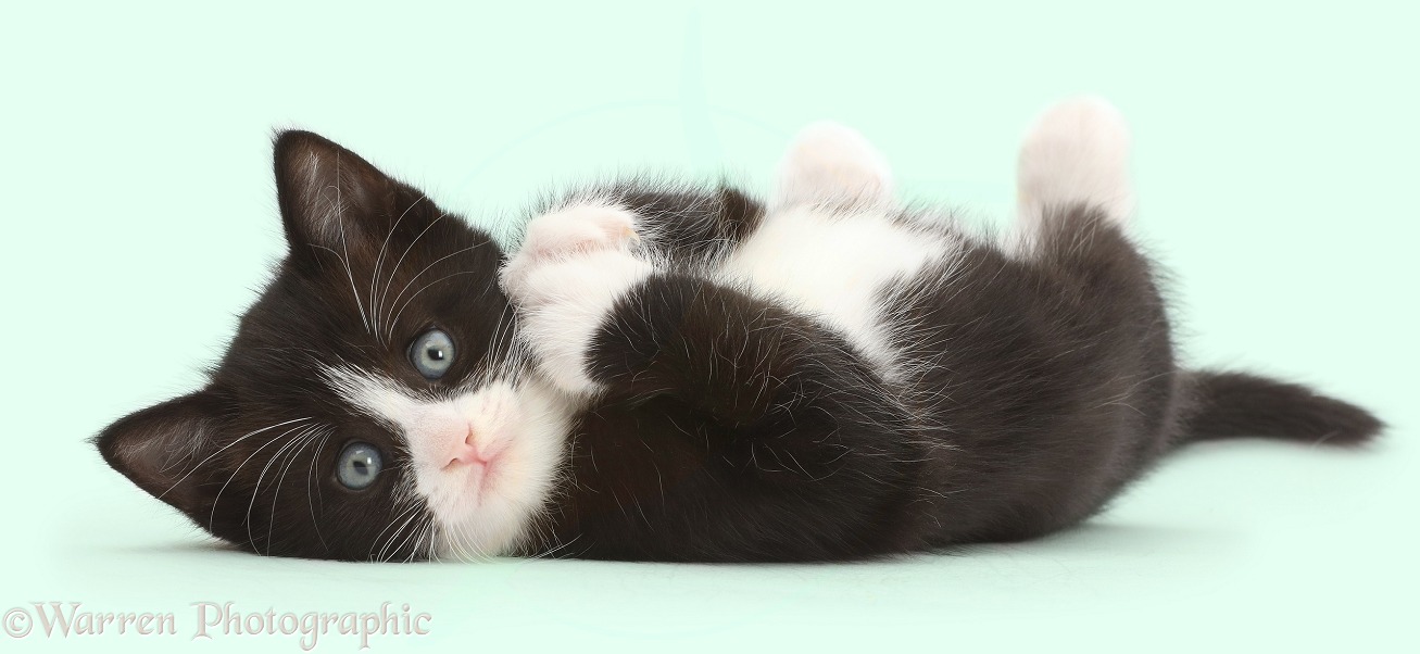 Black-and-white kitten, Solo, 5 weeks old, lying on his back and looking cute, white background