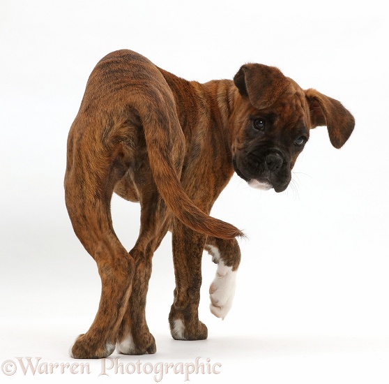 Boxer puppy turning and looking round, white background