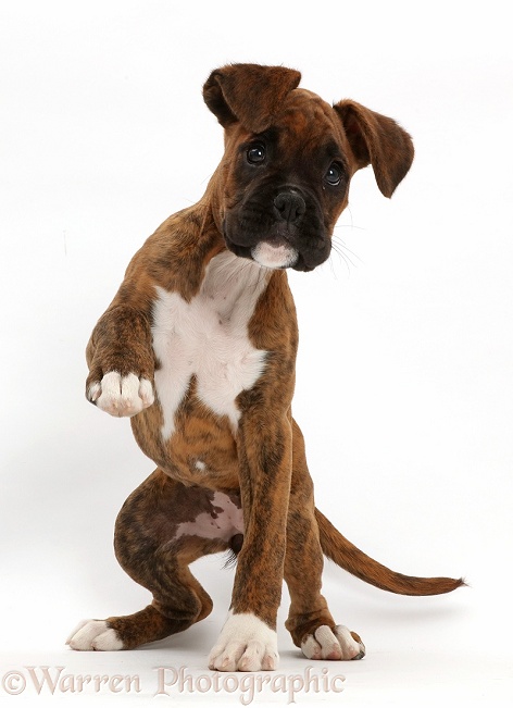Brindle Boxer puppy with raised paw, white background