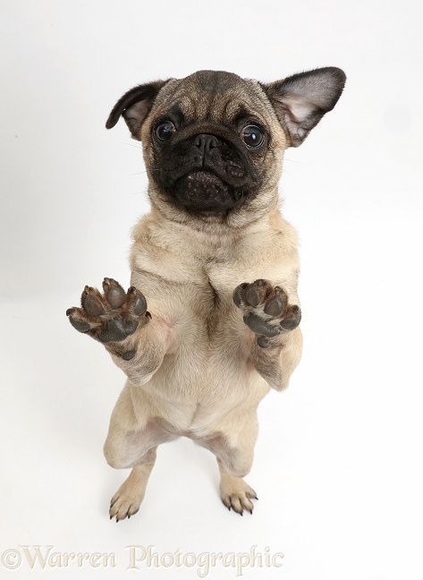 Pug puppy standing on hind legs, paws raised, white background