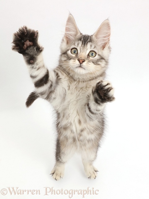 Silver tabby kitten, Loki, 11 weeks old, jumping up, white background