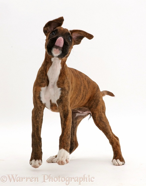 Playful brindle Boxer puppy with tongue out, white background