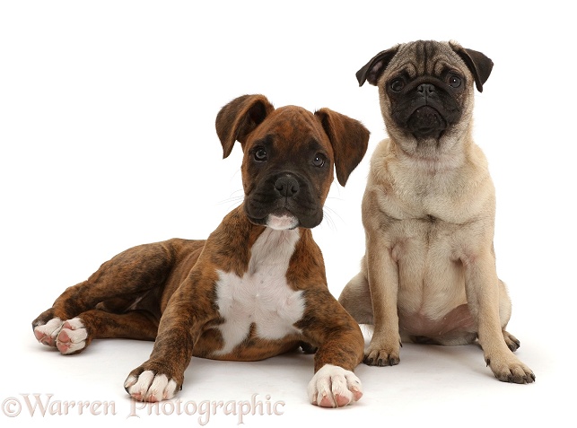 Pug puppy sitting with Boxer puppy, white background