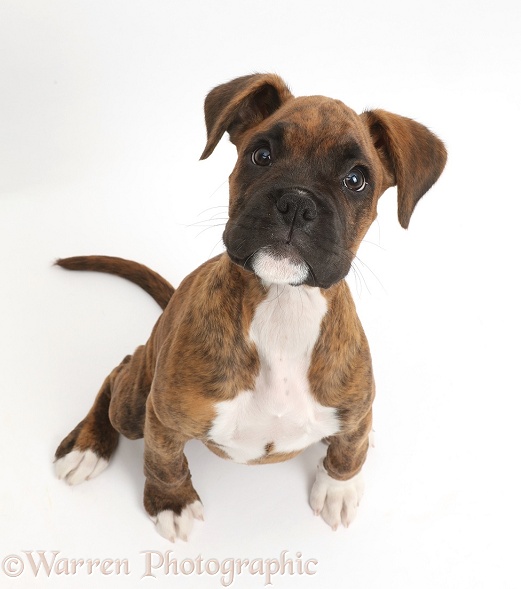 Brindle Boxer puppy sitting looking up, white background