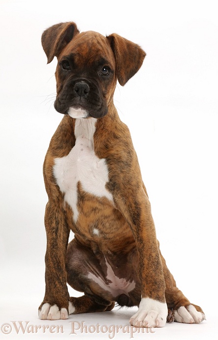 Brindle Boxer puppy sitting, white background