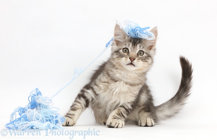 Silver tabby kitten, Loki, 11 weeks old, with wool on his head, white background