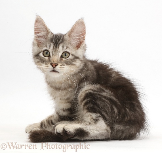Silver tabby kitten, Loki, 11 weeks old, turning round on his bottom, white background
