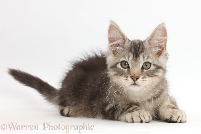 Silver tabby kitten, Loki, 11 weeks old, white background