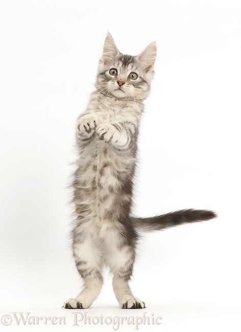 Silver tabby kitten, Loki, 11 weeks old, standing up on his hind legs, white background