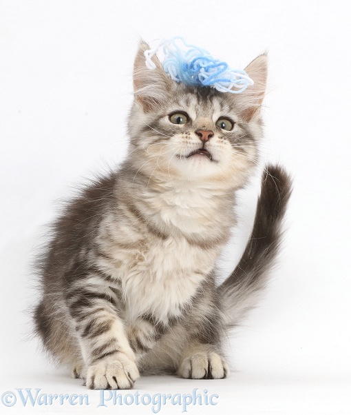 Silver tabby kitten, Loki, 11 weeks old, with wool on his head, white background