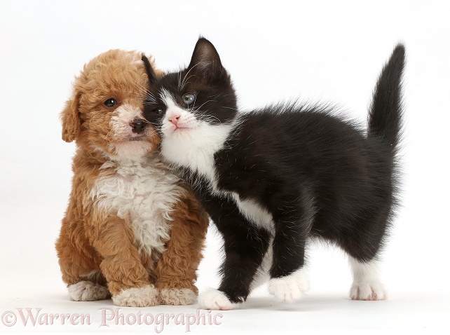 Black-and-white kitten, Solo, 6 weeks old, rubbing against F1b toy Goldendoodle puppy, white background