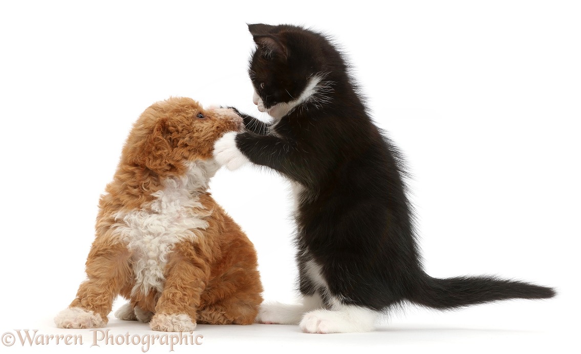 Black-and-white kitten, Solo, 6 weeks old, dabbing at F1b toy goldendoodle puppy, white background