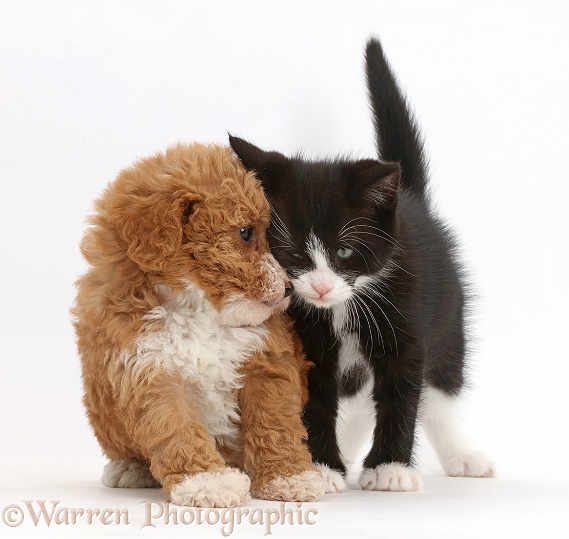 Black-and-white kitten, Solo, 6 weeks old, rubbing against F1b toy goldendoodle puppy, white background