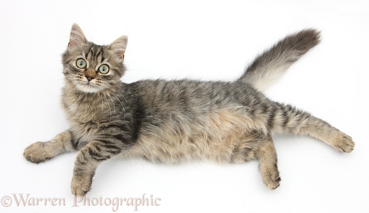 Tabby kitten, Beebee, 5 months old, lying stretched out, white background