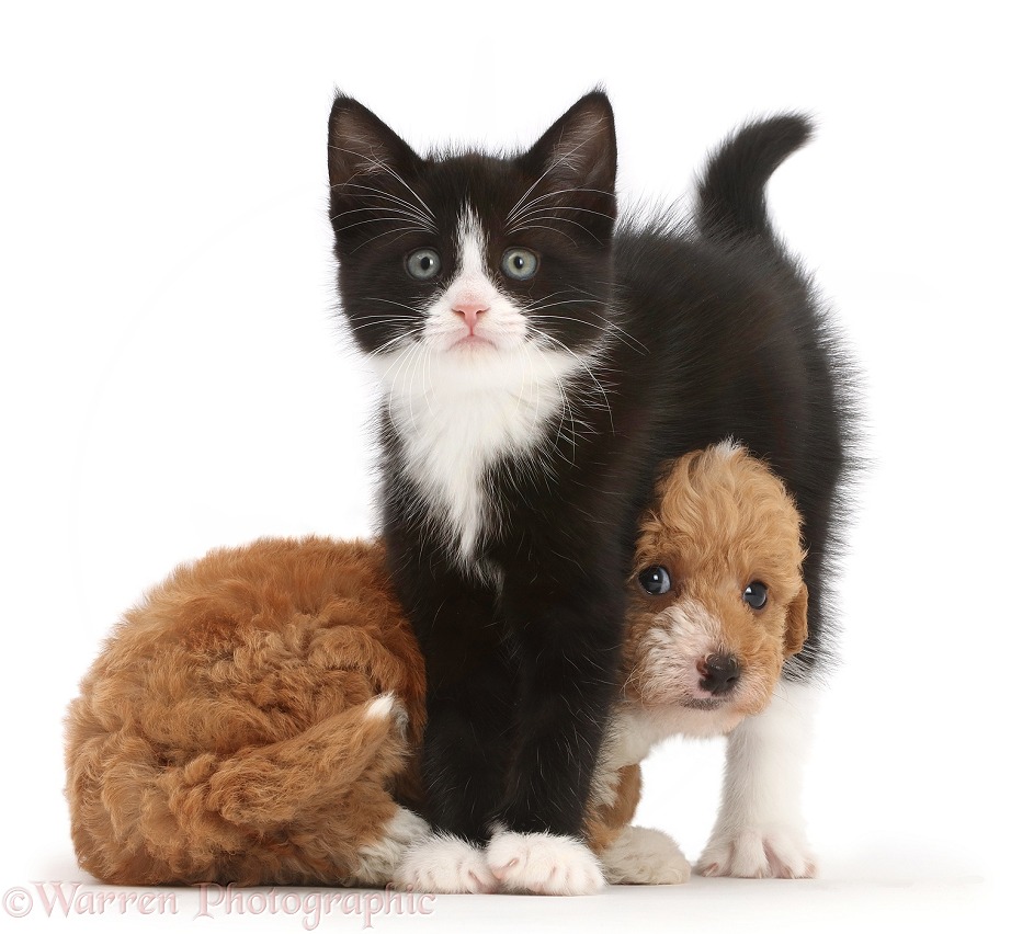 Black-and-white kitten, Solo, 6 weeks old, standing over F1b toy goldendoodle puppy, white background