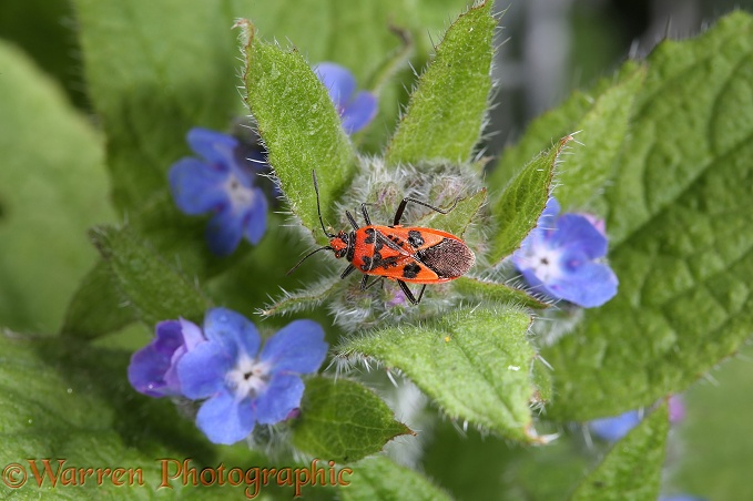 Black-and-red Squash Bug (Corizus hyoscami) on Green Alkanet (Pentaglottis sempervirens)