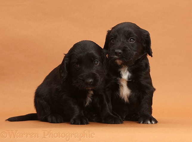 Black Cocker Spaniel puppies on brown background