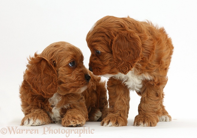 Cavapoo puppies, 6 weeks old, staring into each other's eyes, white background