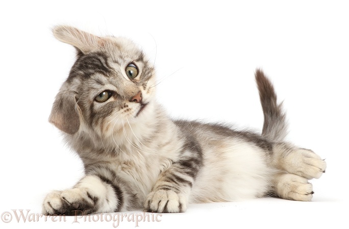 Silver tabby kitten, Loki, 3 months old, shaking and making a funny face, white background