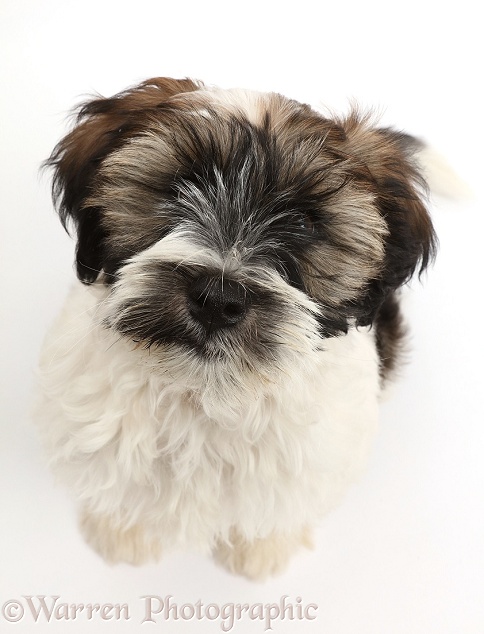 Tibetan Terrier puppy sitting and looking up, white background