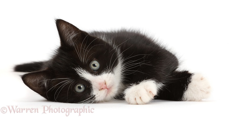 Black-and-white kitten, Solo, 7 weeks old, lying on his side, white background