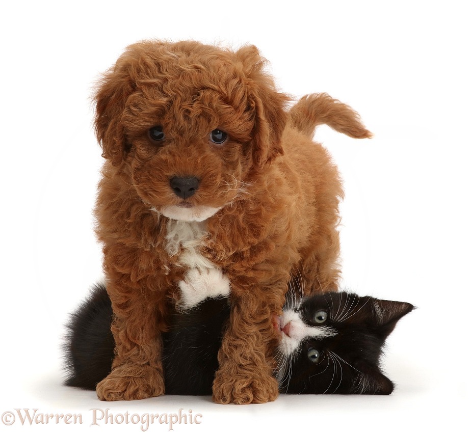 Black-and-white kitten, Solo, 7 weeks old, playing with F1b toy Cavapoo puppy, white background