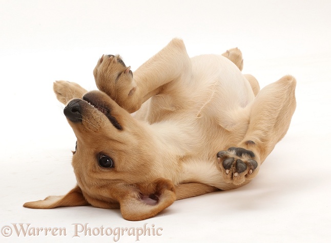 Yellow Labrador puppy, 11 weeks old, lying upsidedown with paws in the air, white background