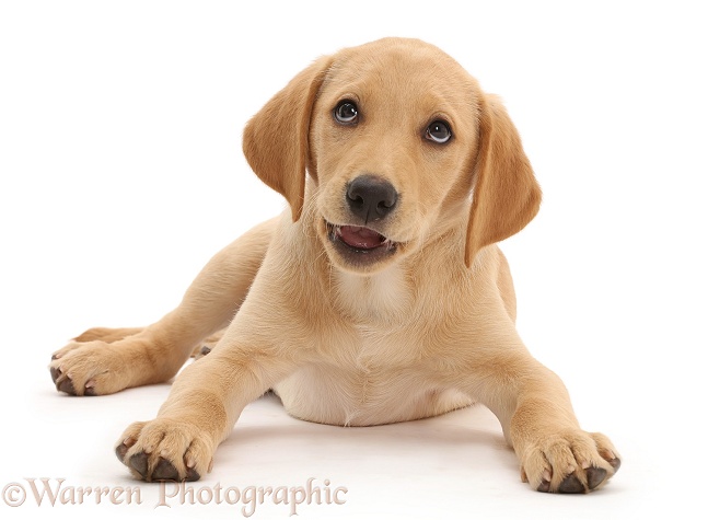 Yellow Labrador retriever puppy, 11 weeks old, looking exasperated, white background