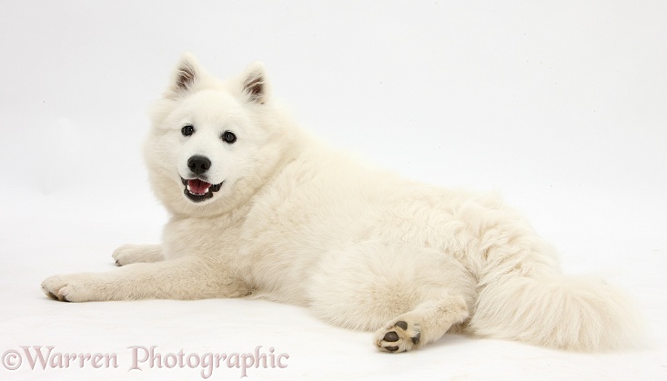 White Japanese Spitz dog, Sushi, 6 months old, lying spread out and looking round, white background