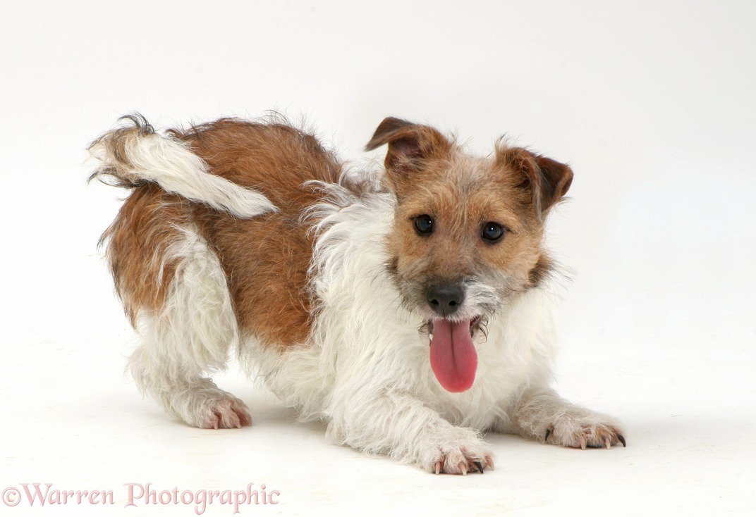 Jack Russell Terrier in play-bow, white background