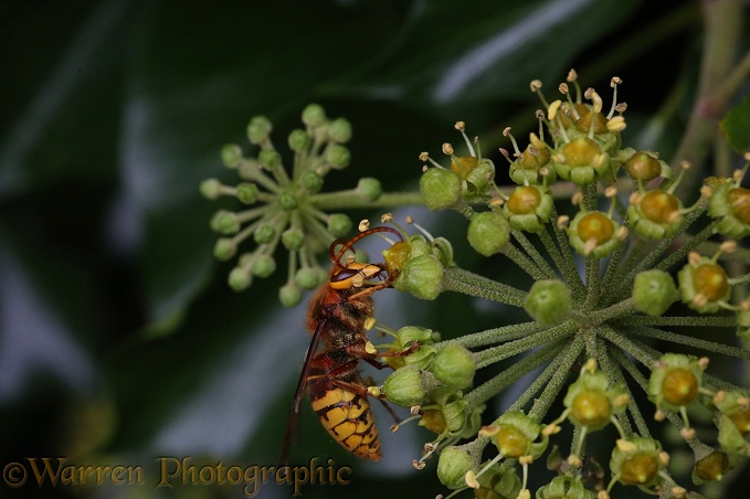 European Hornet (Vespa crabro) drone feeding on Ivy (Hedera helix) in late October